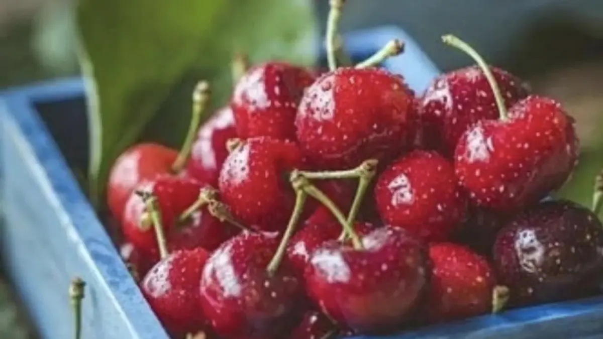 Ilustrasi - Buah ceri. (Pixabay)