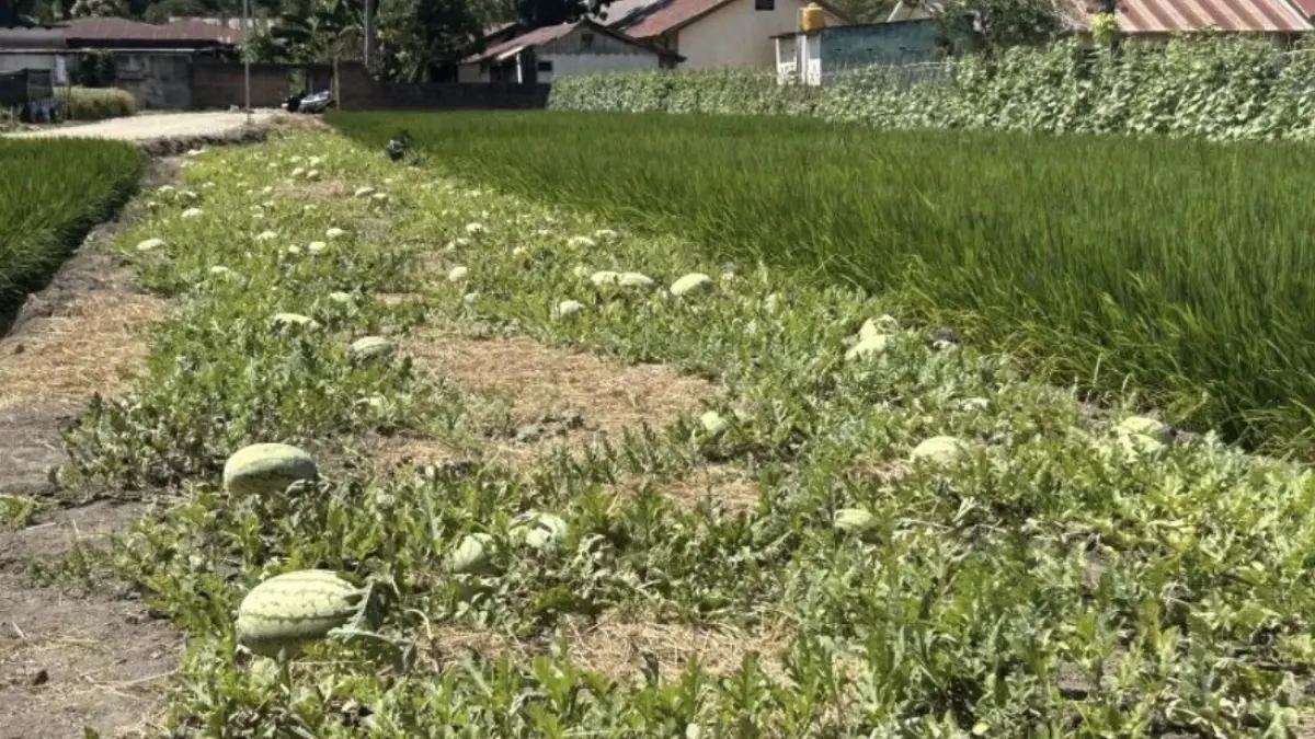 Laboratorium percontohan pertanian warga yang sempat dipamerkan saat Penas Petani dan Nelayan XVII di Gorontalo, Selasa (7/7/2026). (ANTARA/Faradila Alim)