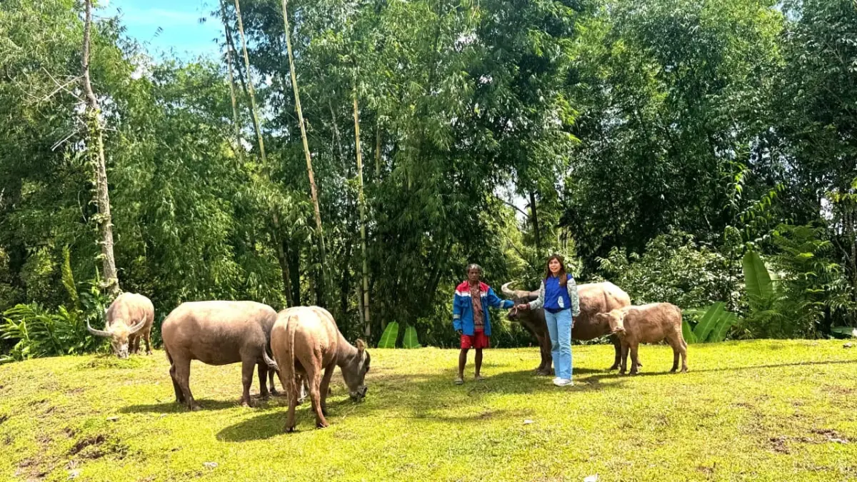 BRI Hadir hingga Pelosok, Kisah Mantri Elce Menggerakkan Ekonomi Masyarakat Toraja