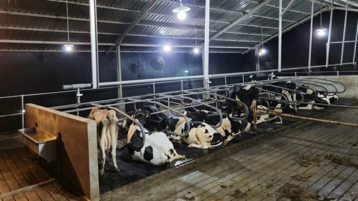 Lewat Program Klaster Unggulan, BRI Peduli Bantu Peternak Sapi Perah Malang Tingkatkan Produktivitas