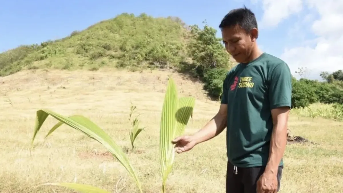 Petani kelapa di Desa Molamahu, Kecamatan Paguat, Kabupaten Pohuwato, Rabu (5/8/2026). (ANTARA/ho-Diskominfotik)
