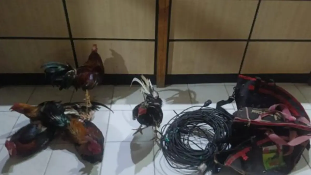 Dari lokasi, petugas membawa sejumlah barang yang diduga berkaitan dengan aktivitas sabung ayam. Barang bukti tersebut terdiri dari lima ekor ayam aduan, tiga tas ayam, serta instalasi listrik. Seluruhnya kemudian diamankan di Mapolsek Popayato.(F:hms-Pol)