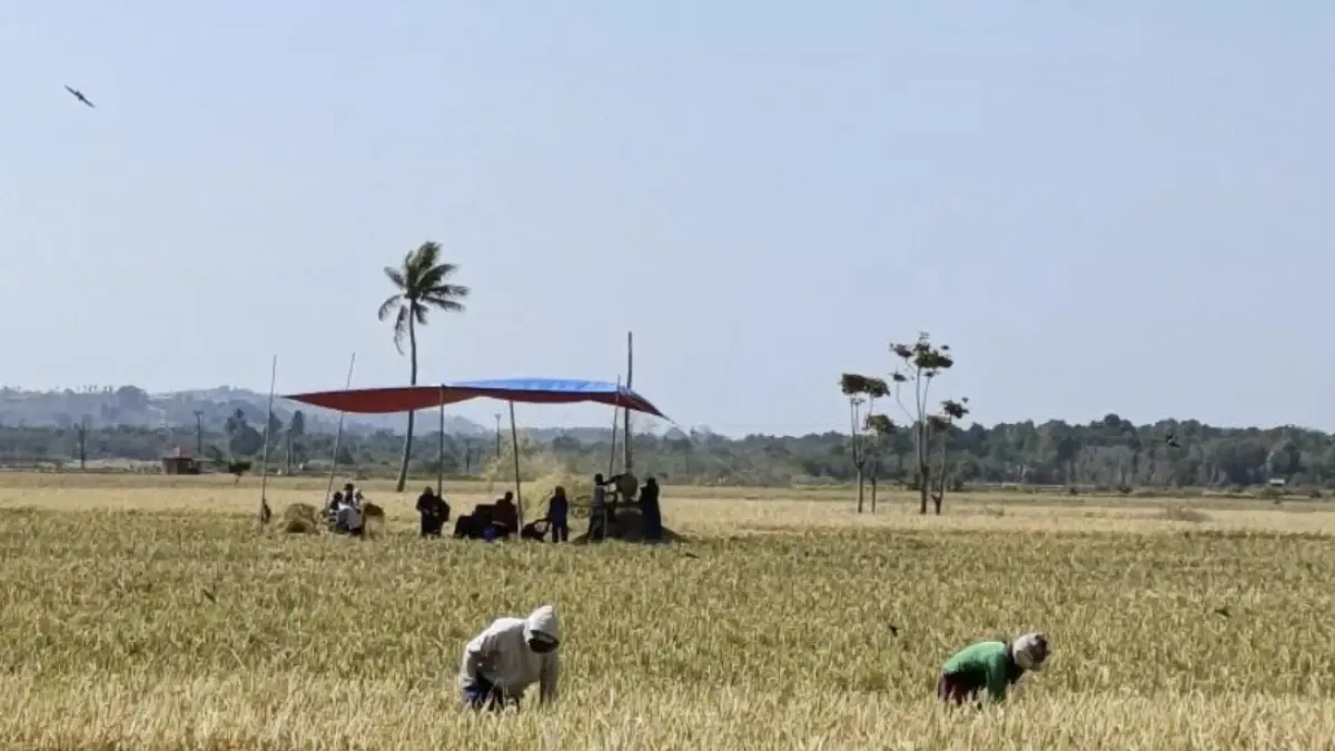 Panen raya masih bergulir di wilayah Kecamatan Kwandang, Gorontalo Utara, Provinsi Gorontalo. Kelompok tani di areal persawahan Desa Bulalo melakukan panen, Rabu (26/8/2026). ANTARA/Susanti Sako