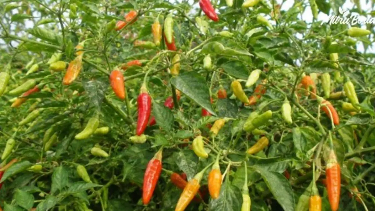 Harga cabai rawit merah menjadi sorotan di Pasar Rakyat Talumopatu, Kabupaten Bone Bolango. 
Dalam pemantauan terbaru, harga komoditas tersebut melonjak Rp15.000 dalam sehari, dari Rp 85.000 menjadi Rp100.000 per kilogram.(F:Isitimewa)
