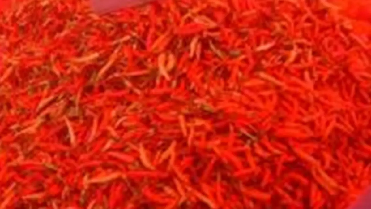 Pantaun harga Rica Gorontap melejit hingga 130 perkilogram (F:Ilustrasi)