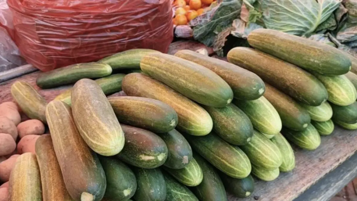 Komoditas ketimun buah di pasar tradisional Gorontalo Utara, Provinsi Gorontalo. Musim kemarau memicu kenaikan harga ketimun buah dan ketimun sayur, Senin (14/9/2026). ANTARA/Susanti Sako