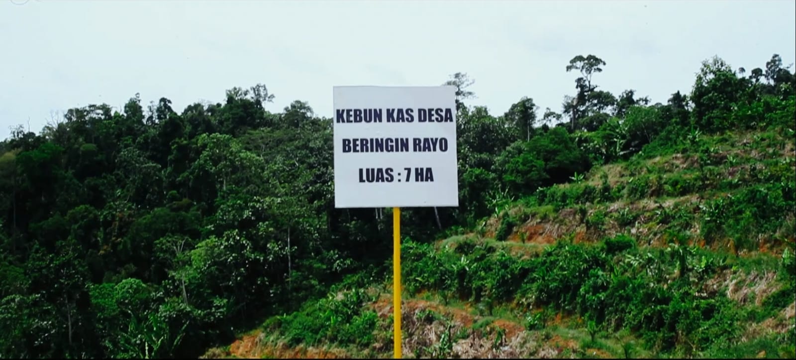 Area Kebun Desa Beringin Rayo