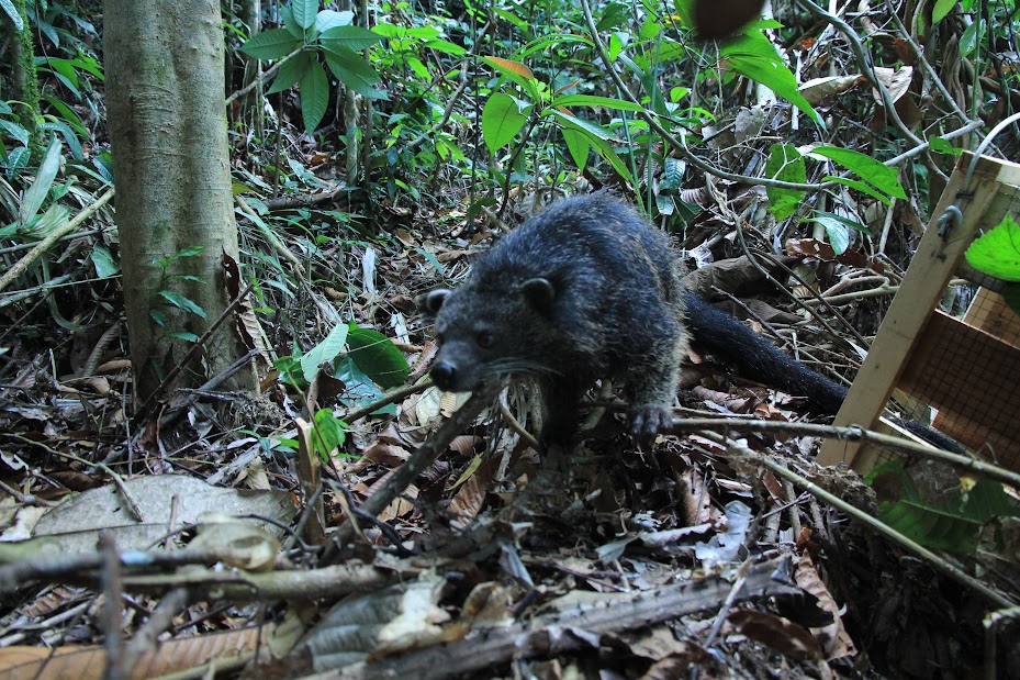 PELEPASAN BINTURONG: Satu dari lima ekor binturong yang dilepasliarkan di Hutan Desa Bukit Oha&rsquo;k, Desa Rees, Kecamatan Menjalin, Kabupaten Landak, kemarin oleh BKSDA Kalbar.