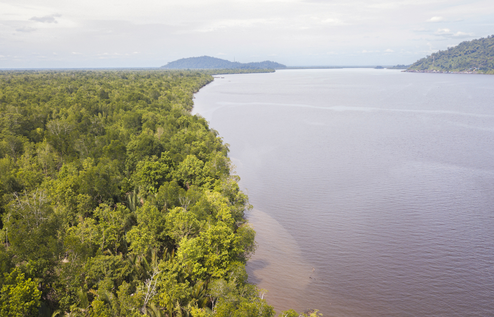 Hutan mangrove di desa Batu Ampar masih menjadi tumpuan sumber kehidupan warga.
