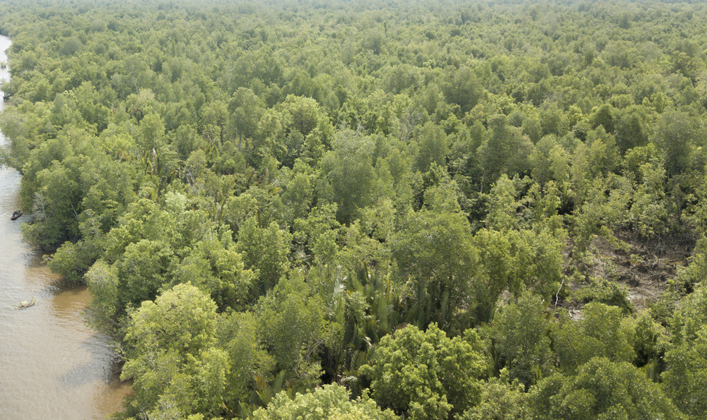 Kondisi hutan mangrove di desa Batu Ampar yang tegakan mulai berkurang akibat aktivitas penebangan pohon bakau untuk dijadikan arang.