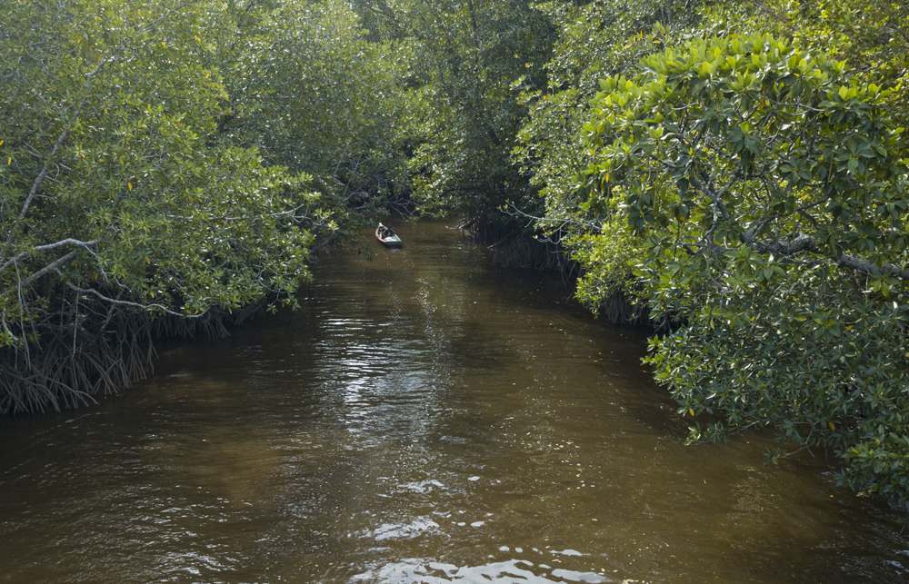 Sampan melintasi aliran parit yang berada di hutan mangrove desa Batu Ampar, Kabupaten Kubu Raya.