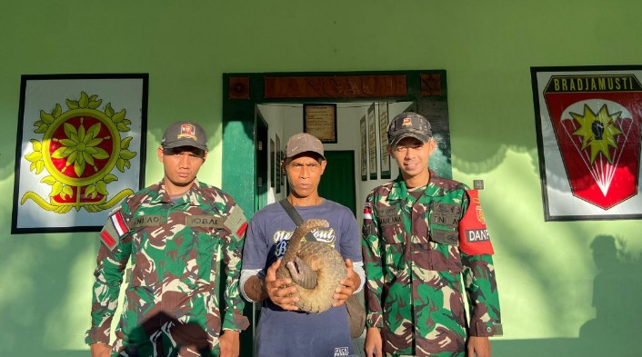 DIAMANKAN: Trenggiling yang berhasil diamankan oleh Satgas, yang rencananya akan diselundupkan melalui jalur tikus. IST