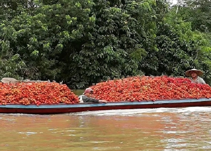 RAMBUTAN: Hasil panen rambutan yang melimpah saat diangkut menggunakan sampai di Sungai Sambas.
