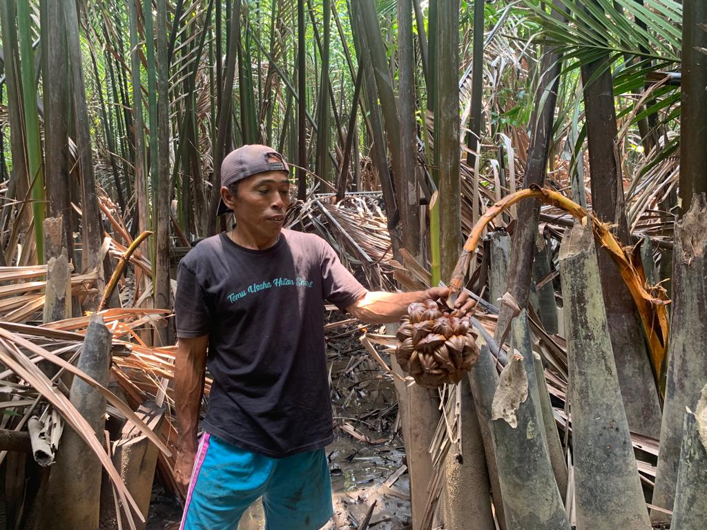 Kegiatan: Usman sedang memilih buah nipah yang akan disadap. ISTIMEWA