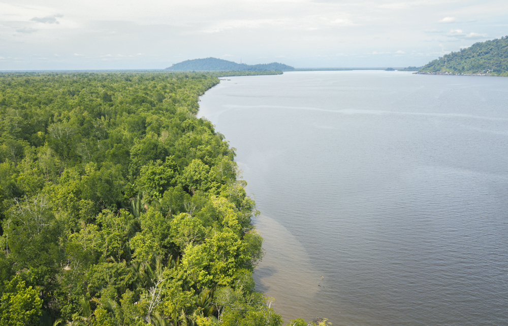 HUTAN MANGROVE: Hamparan hutan mangrove di Kabupaten Kubu Raya, Kalimantan Barat.