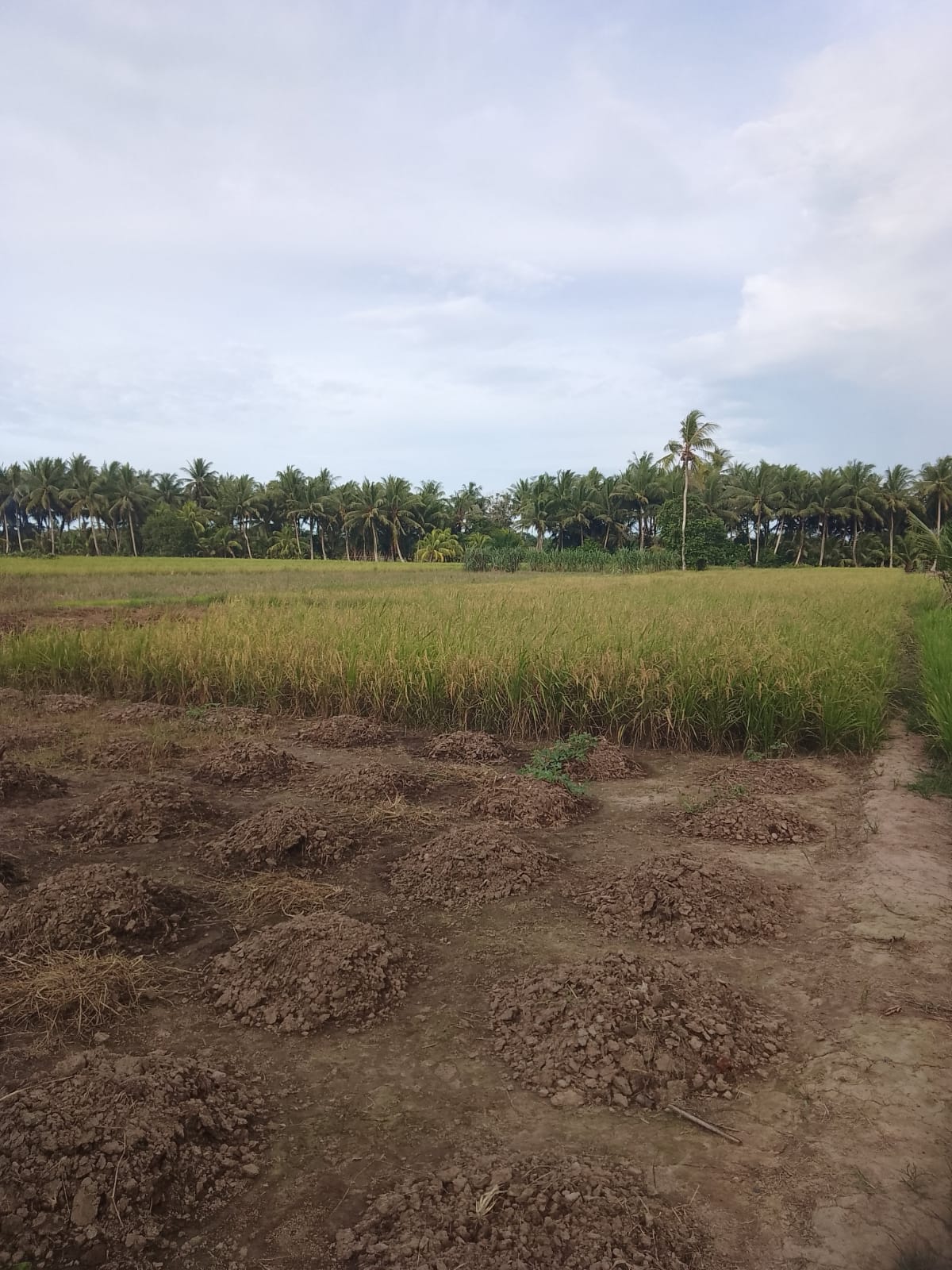 Lahan Pertanian warga di Sambas.