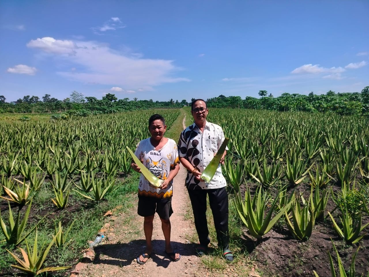 LIDAH BUAYA: Pentolan Poktan Bentasan, Tjhin Djie Sen dan Billiam menunjukkan lahan budidaya lidah buaya di Jl Kebangkitan Nasional, Siantan Hulu, Pontianak Utara.