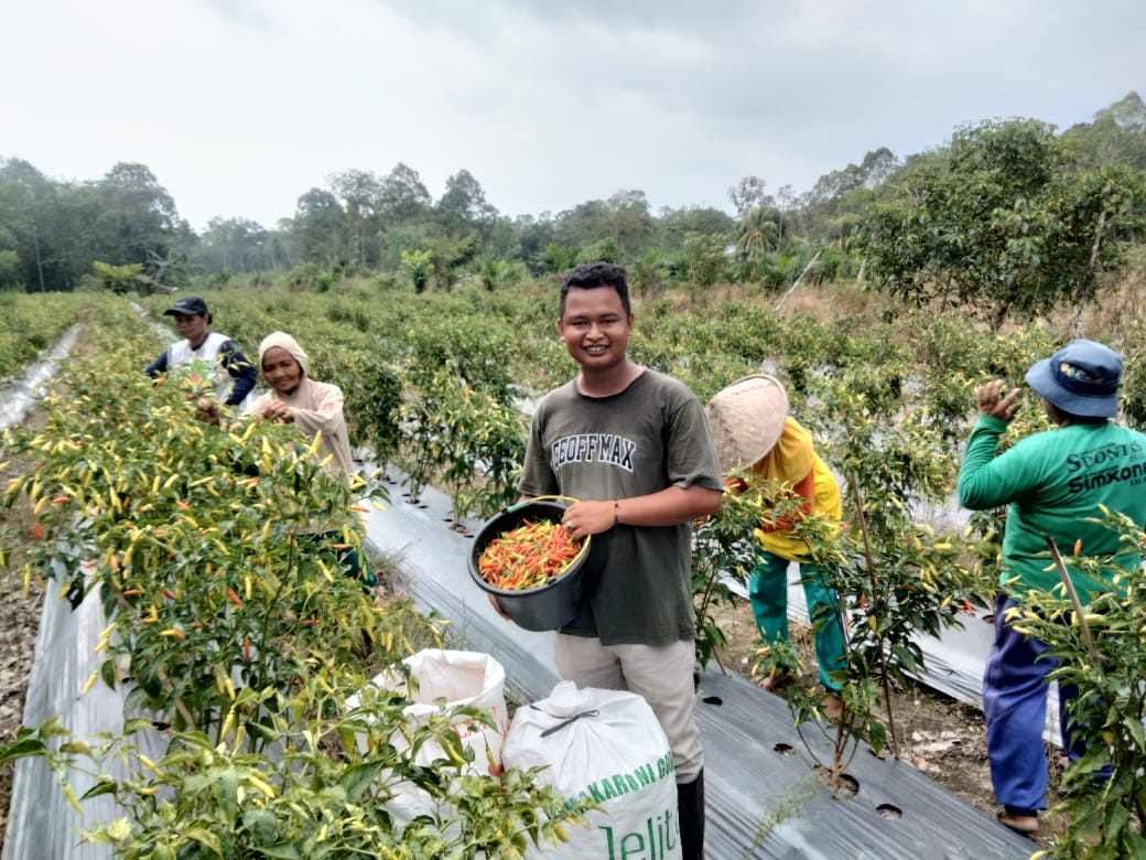 PANEN : Petani cabai saat panen Cabai, sekali panen bisa raup Rp5 hingga 6 Juta.