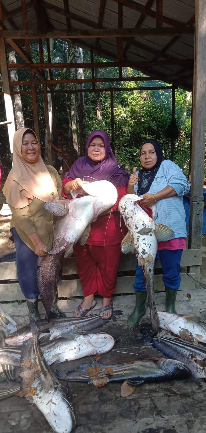 PANEN: Warga Sebelit Desa Desa Bakung Permai, Kecamatan Bunut Hulu, melakukan panen ikan tapah.