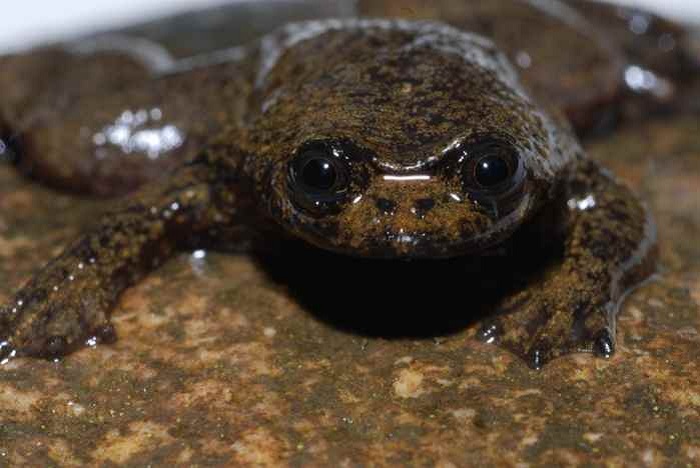 Katak Kepala pipih Kalimantan (Barbourula kalimantanensis)