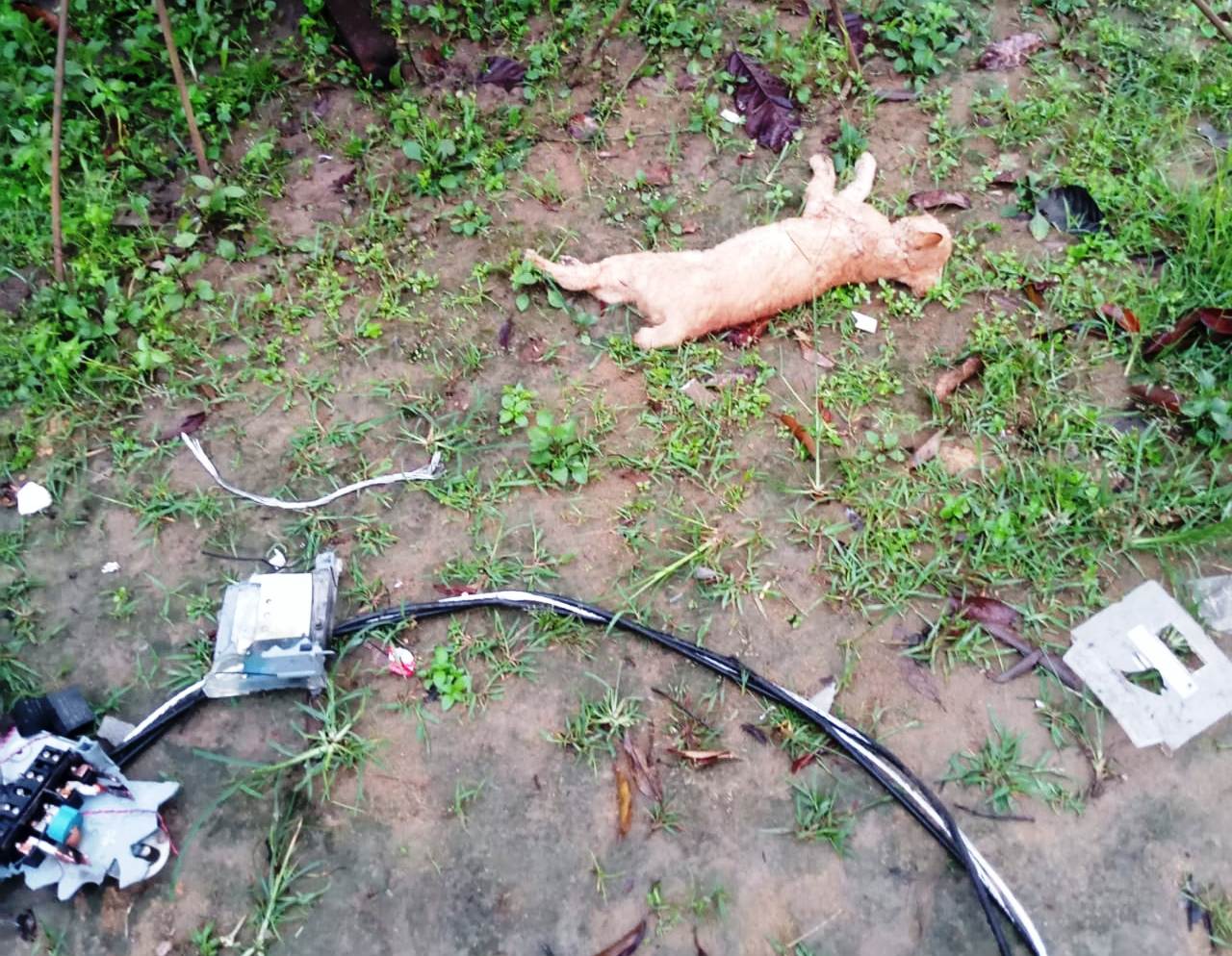 PETIR: Jaringan listrik di rumah korban mengalami kerusakan dan seekor kucing mati akibat sambaran petir.