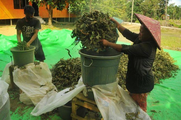 TURUN HARGA: Harga Kratom di Kapuas Hulu saat ini semakin turun sehingga membuat petani menderita.