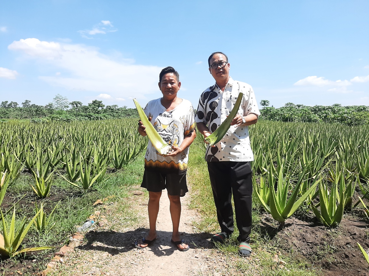 Tjhin Djie Sen dan Beilliam menunjukkan lahan budidaya lidah buaya di Jalan Kebangkitan Nasional, Gang Bentasan, Siantan Hulu, Pontianak Utara.