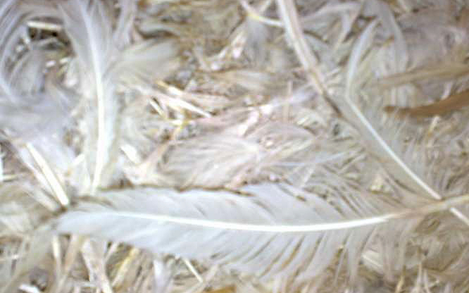 Bulu ayam yang sering dibuang begitu saja ternyata menyimpan peluang bisnis yang cukup menjanjikan.