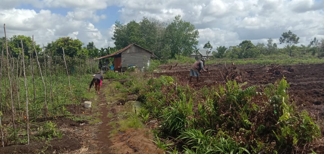 Transmigrasi lokal Kubu Raya dapat menjadi contoh program transmigrasi yang berhasil memindahkan penduduk wilayah padat ke wilayah subur.