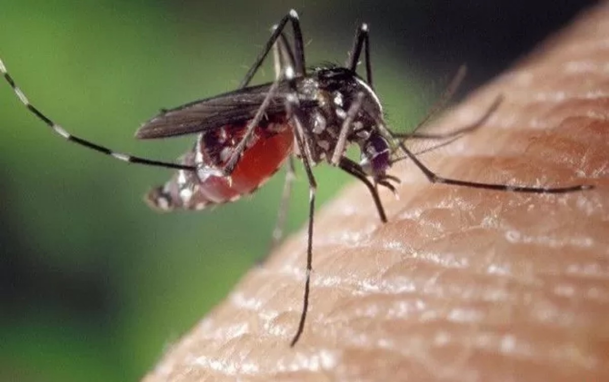 Nyamuk Aedes Aegepty