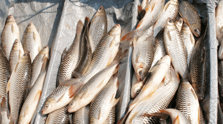Ikan Jelawat