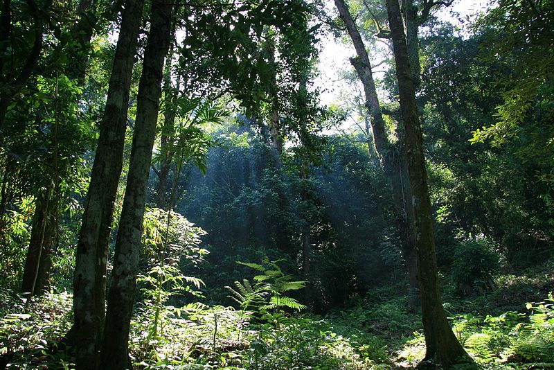 Taman Nasional Gunung Palung