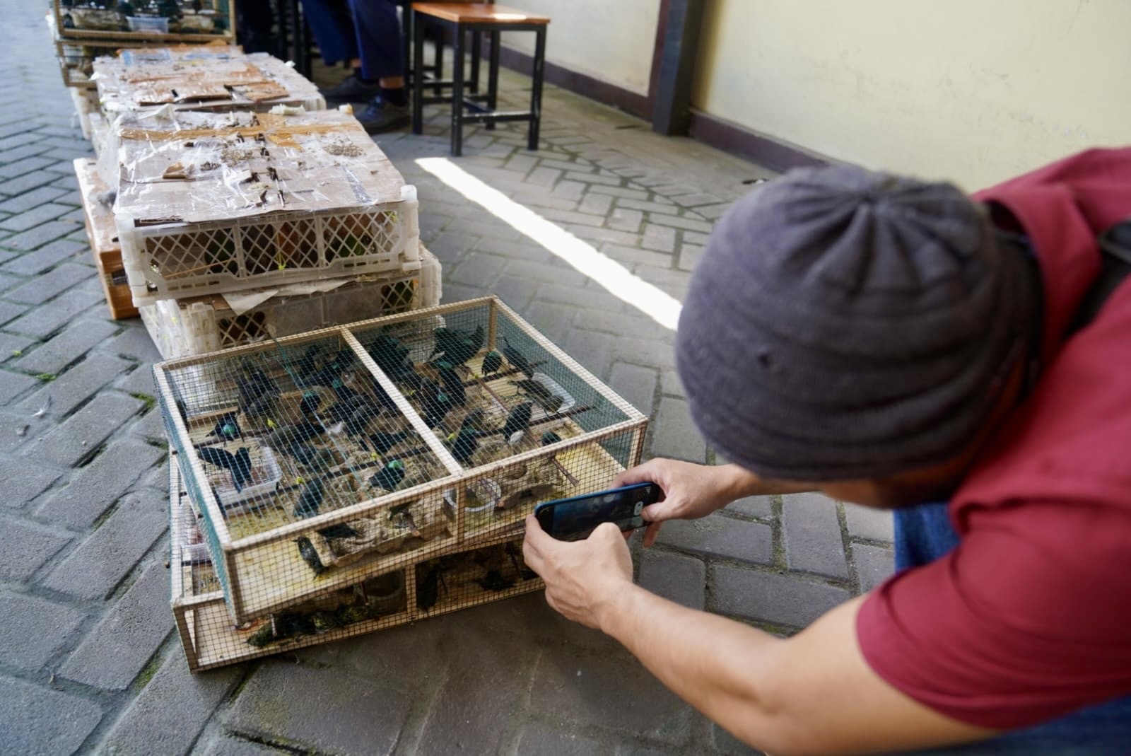 Petugas Karantina Kalbar  menunjukkan barang bukti ratusan burung berkicau yang berhasil diamankan dalam operasi pengawasan lalu lintas komoditas karantina antar area di Pelabuhan Dwikora Pontianak.