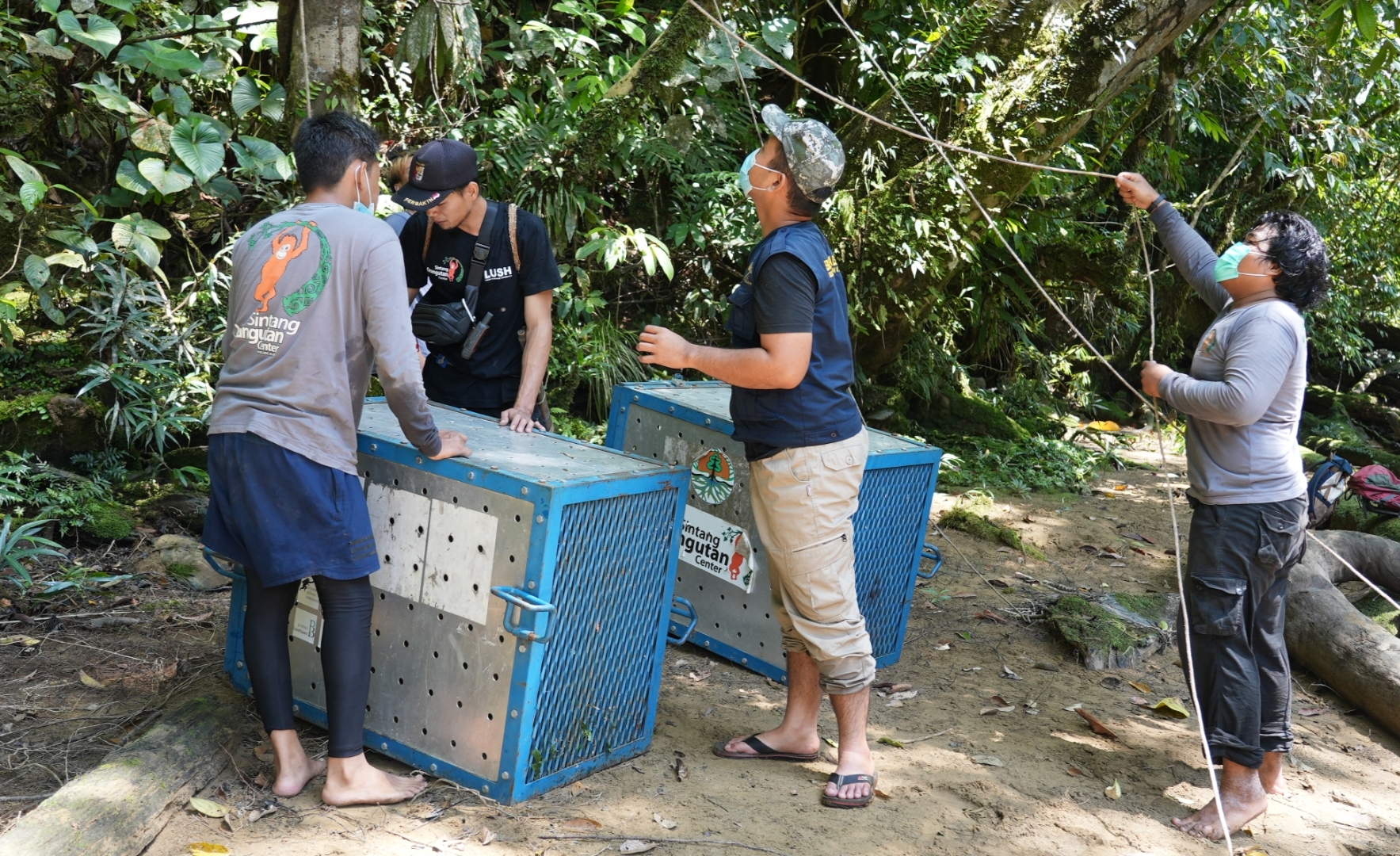 Proses pemindahan orangutan Aming dan Mona.