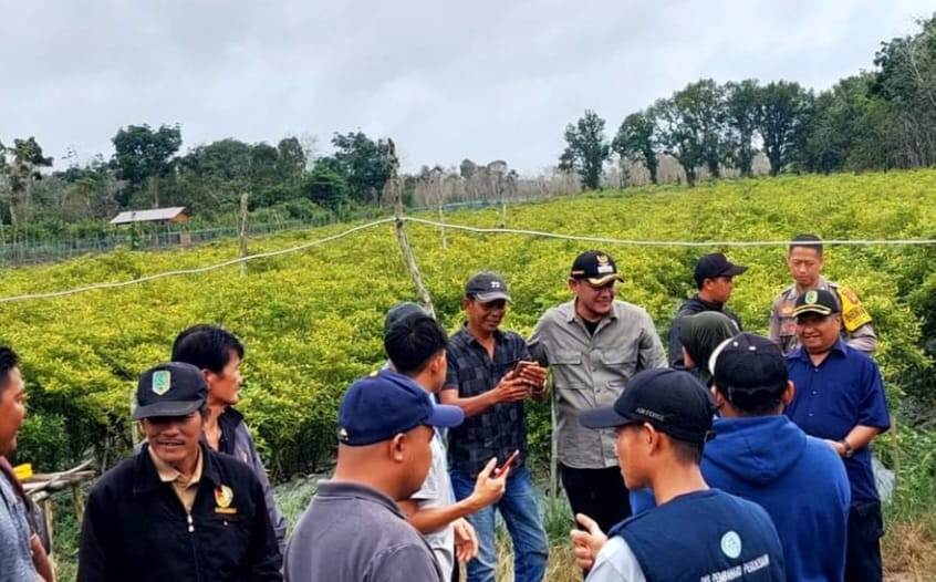 TINJAU:&nbsp; Wakil Bupati Sambas saat Fahrur Rofi melihat langsung kondisi pertanian yang tersebar di beberapa desa di Kecamatan Paloh.