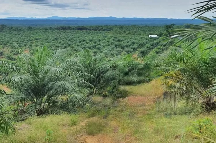 KEBUN: Salah satu kebun Kemitraan PTPN IV Regional V di Kalsel. Kehadiran sektor perkebunan kelapa sawit telah memberikan dampak positif bagi perekonomian masyarakat.&nbsp;IST