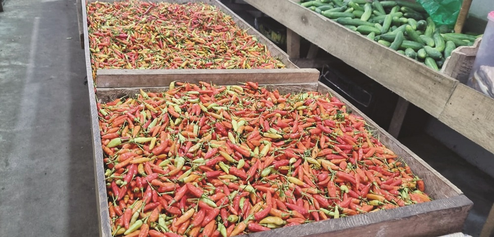 NAIK : Harga cabai di Kota Sanggau menembus Rp120 ribu perkilogram dari sebelumnya Rp85 ribu perkilogram.