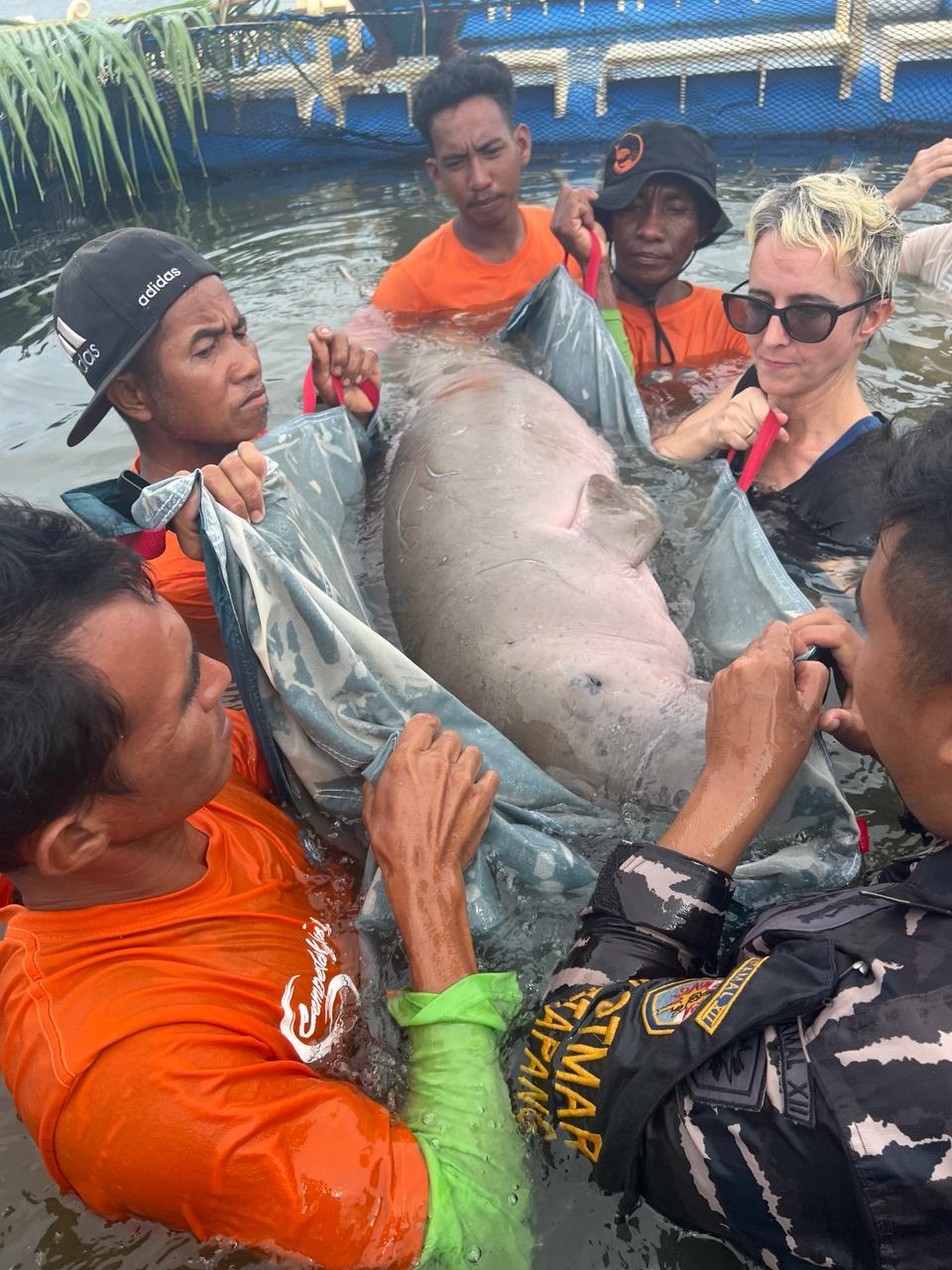 Tim gabungan saat melakukan observasi terhadap dugong yang sempat tersangkut di pukat nelayan. Dugong yang ditemukan di perairan Kendawangan tersebut dinyatakan sehat dan dilepas setelah observasi.