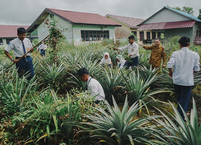MENANAM NANAS: Kepala Sekolah Menengah Pertama Negeri 12, Desa Limbung mendampingi muridnya membersihkan kebun nanas yang di tanam disamping sekolahnya.