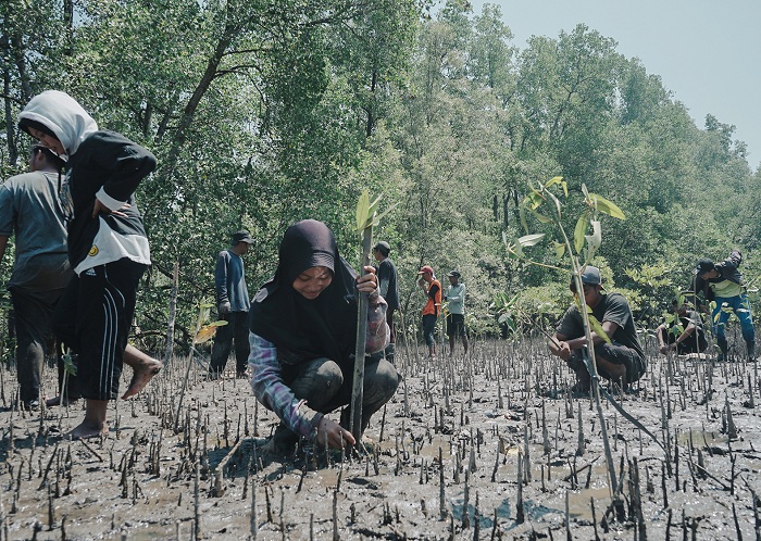 TANAM MANGROVE: Sejumlah anak muda di Desa Dabong, Kubu Raya menanam mangrove sebagai bentuk mengurangi desforestasi di kawasan tersebut.