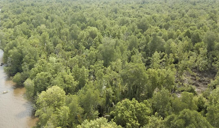 Hutan mangrove di desa Batu Ampar.