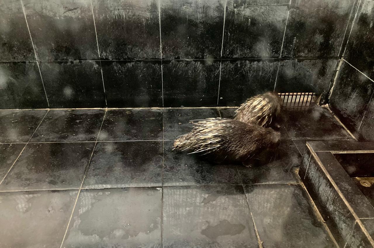 Teks: Satwa koleksi kebun binatang Sinka Zoo Singkawang saat berada di kandang baru di area Bajau Marine Zoo (BMZ).