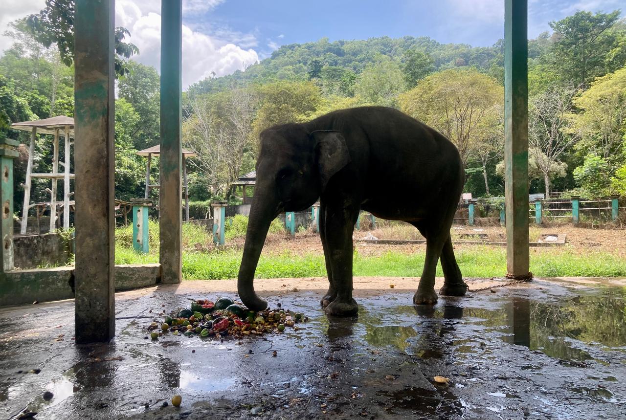 Teks: Salah satu koleksi kebun binatang Sinka Zoo Singkawang.