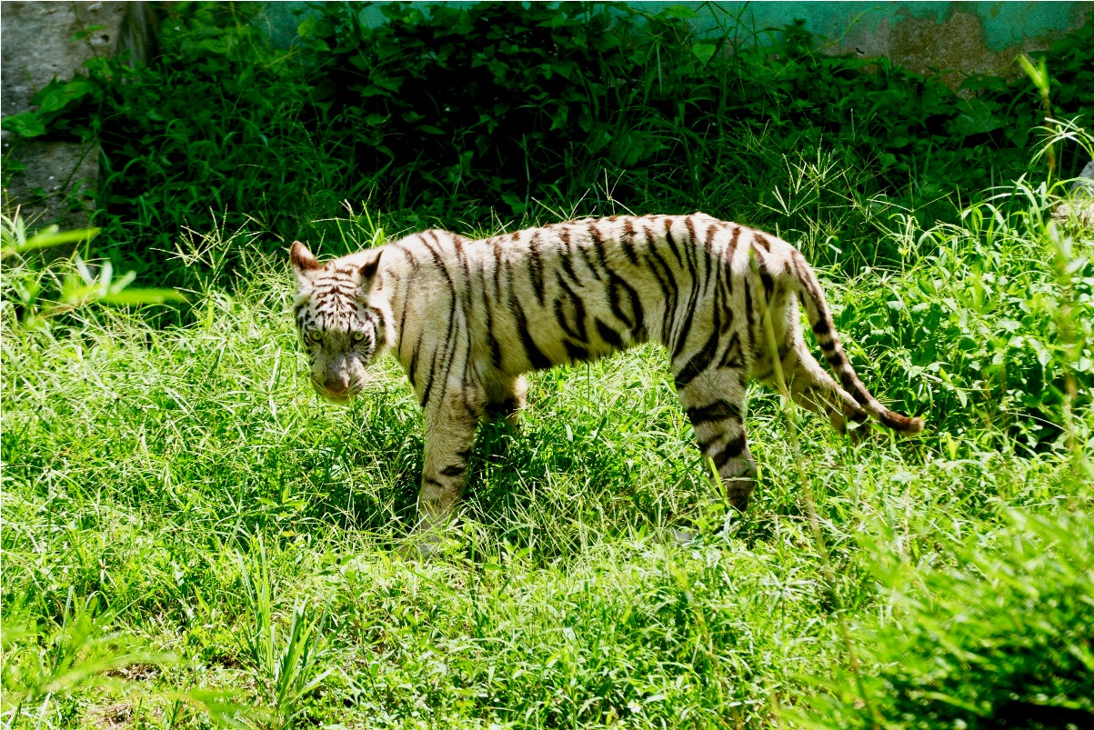 Kondisi harimau benggala (Pantheratigris tigris) koleksi kebun binatang Sinka Zoo Singkawang. Harimau tersebut nampak kurang gizi. Perutnya cekung, tulang rusuk dan pinggulnya terlihat menonjol.