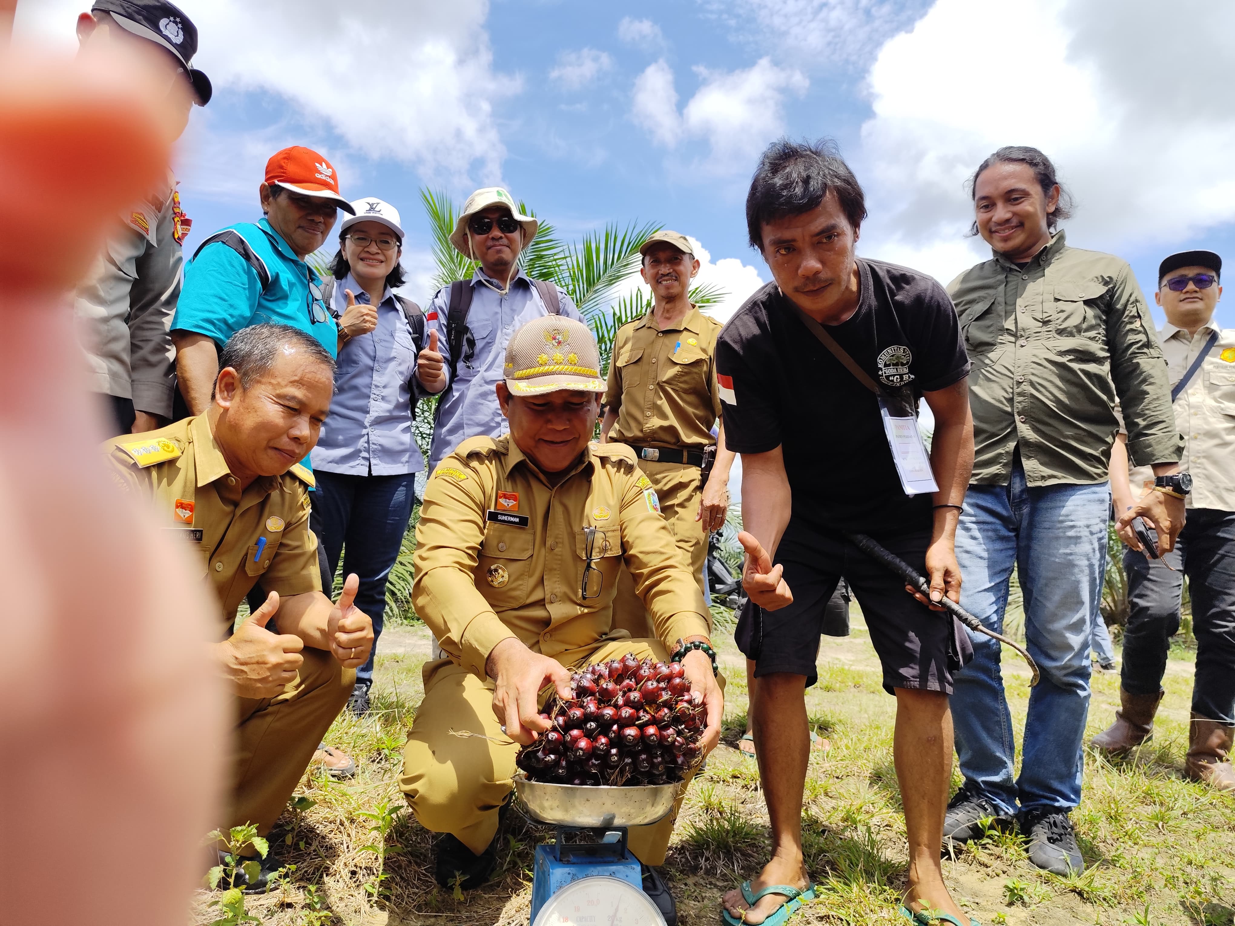 PANEN : Penjabat (Pj) Bupati Sanggau, Suherman melakukan panen perdana peremajaan kelapa sawit rakyat (PSR) di Dusun Semadu.