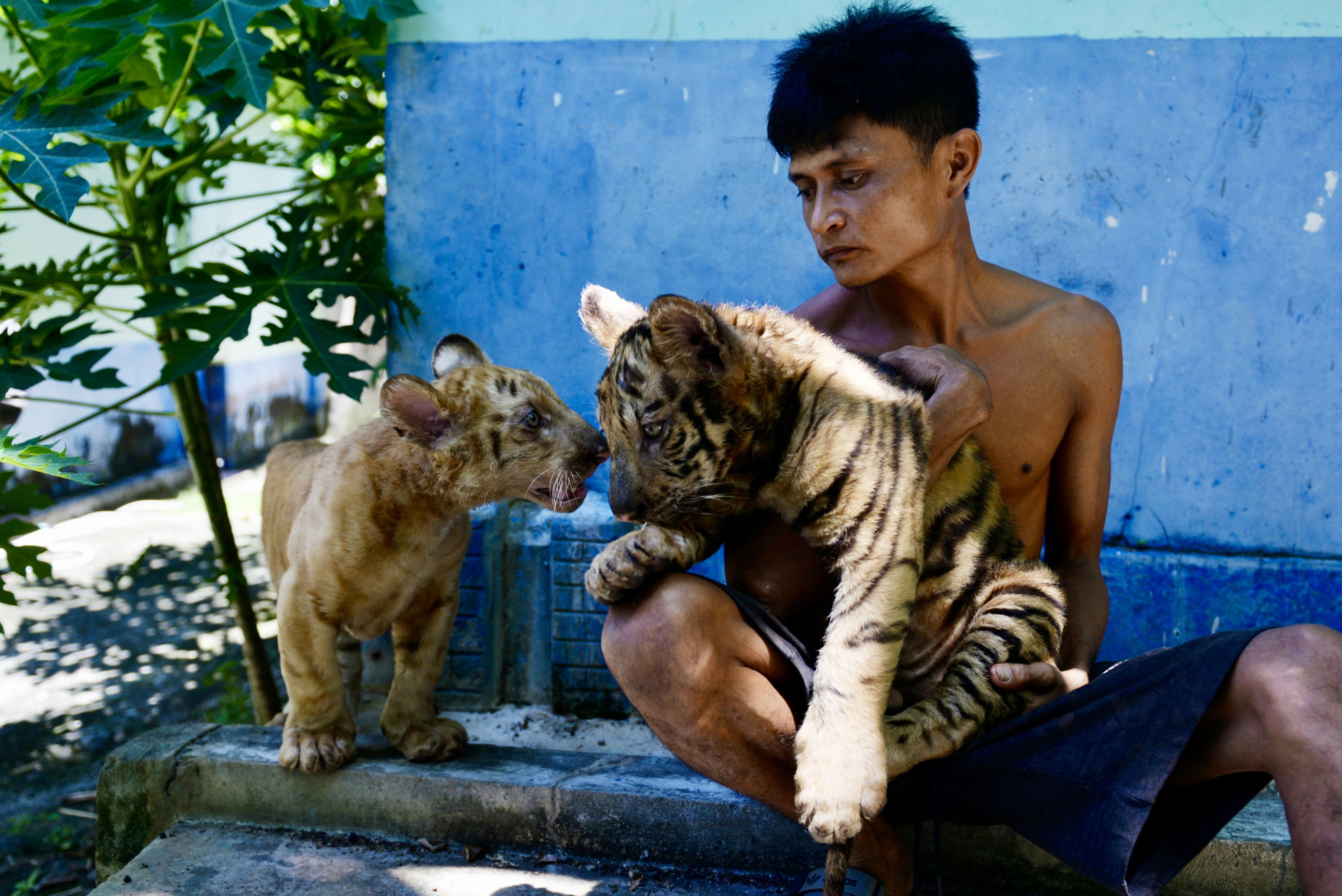 GENERASI KELIMA: Seorang keeper (perawat satwa) bermain dengan dua anak harimau benggala bernama Helen dan Miko, di kebun binatang Sinka Zoo Singkawang. Dua anak harimau tersebut lahir pada 5 Januari.