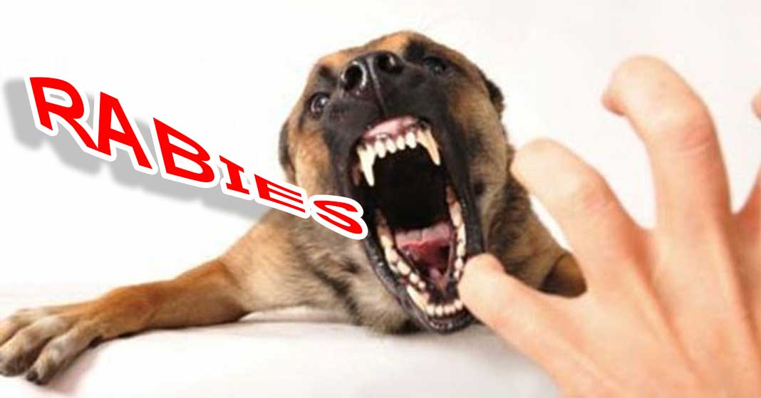 Ilustrasi rabies.