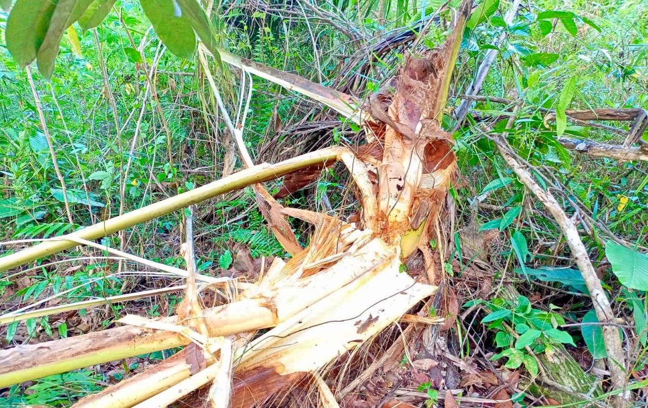 Penampakan pohon kelapa milik warga yang diduga dirusak oleh orang utan.