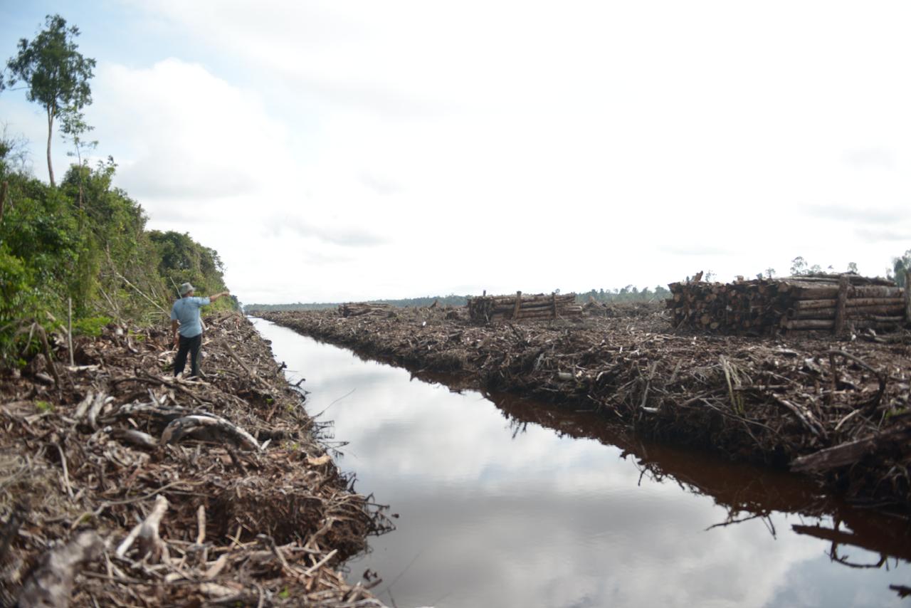 Kondisi Hutan di Kalimantan Barat.