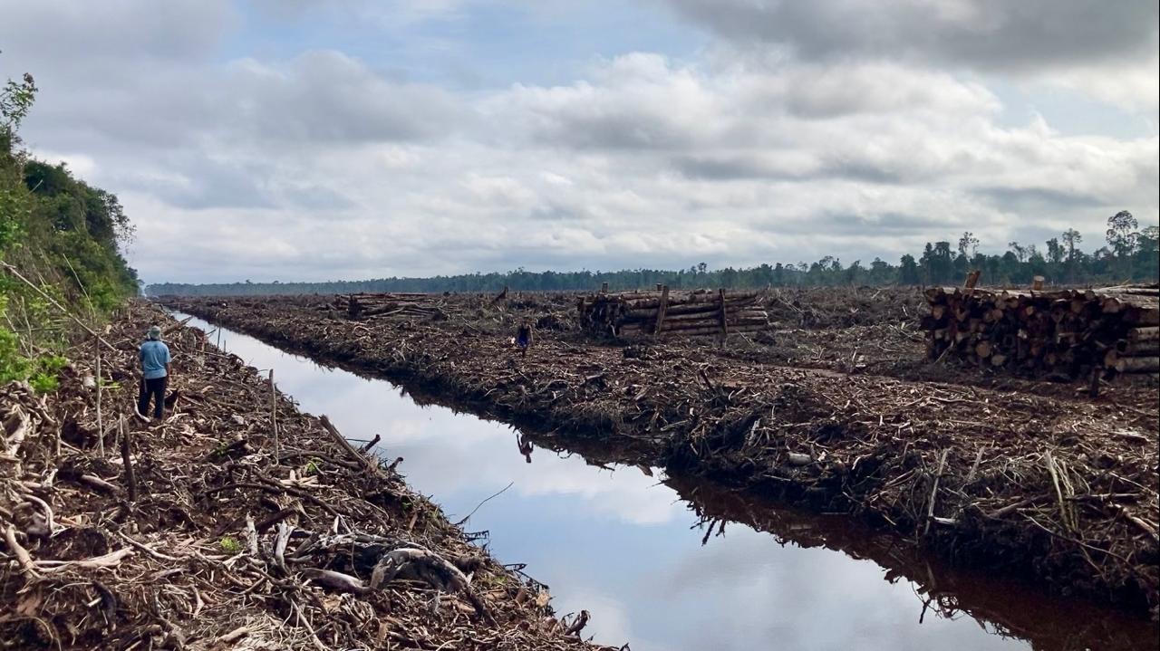 Lahan Gambut: PT. Mayawana Persada tidak hanya membuka hutan alam di Kabupaten Ketapang, tetapi juga membuka hutan rawa gambut di Kabupaten Kayong Utara.